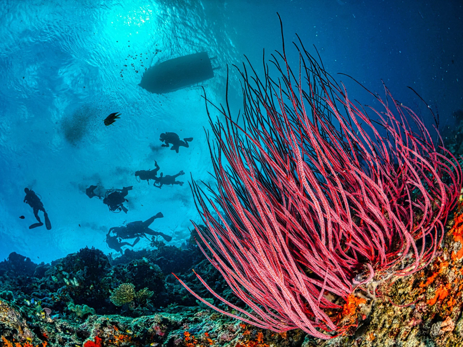 Alor's Marine Life