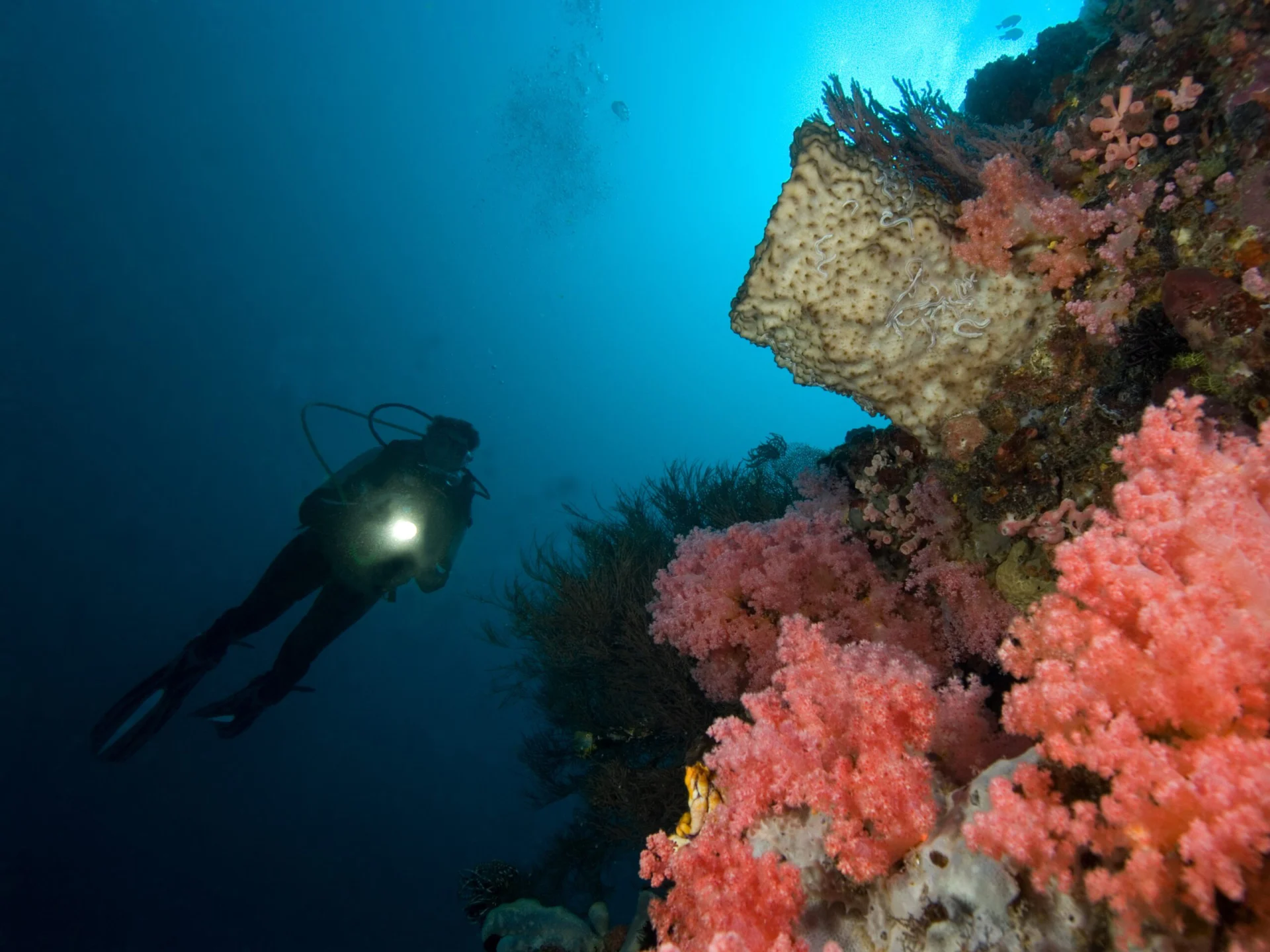 Diving in North Sulawesi