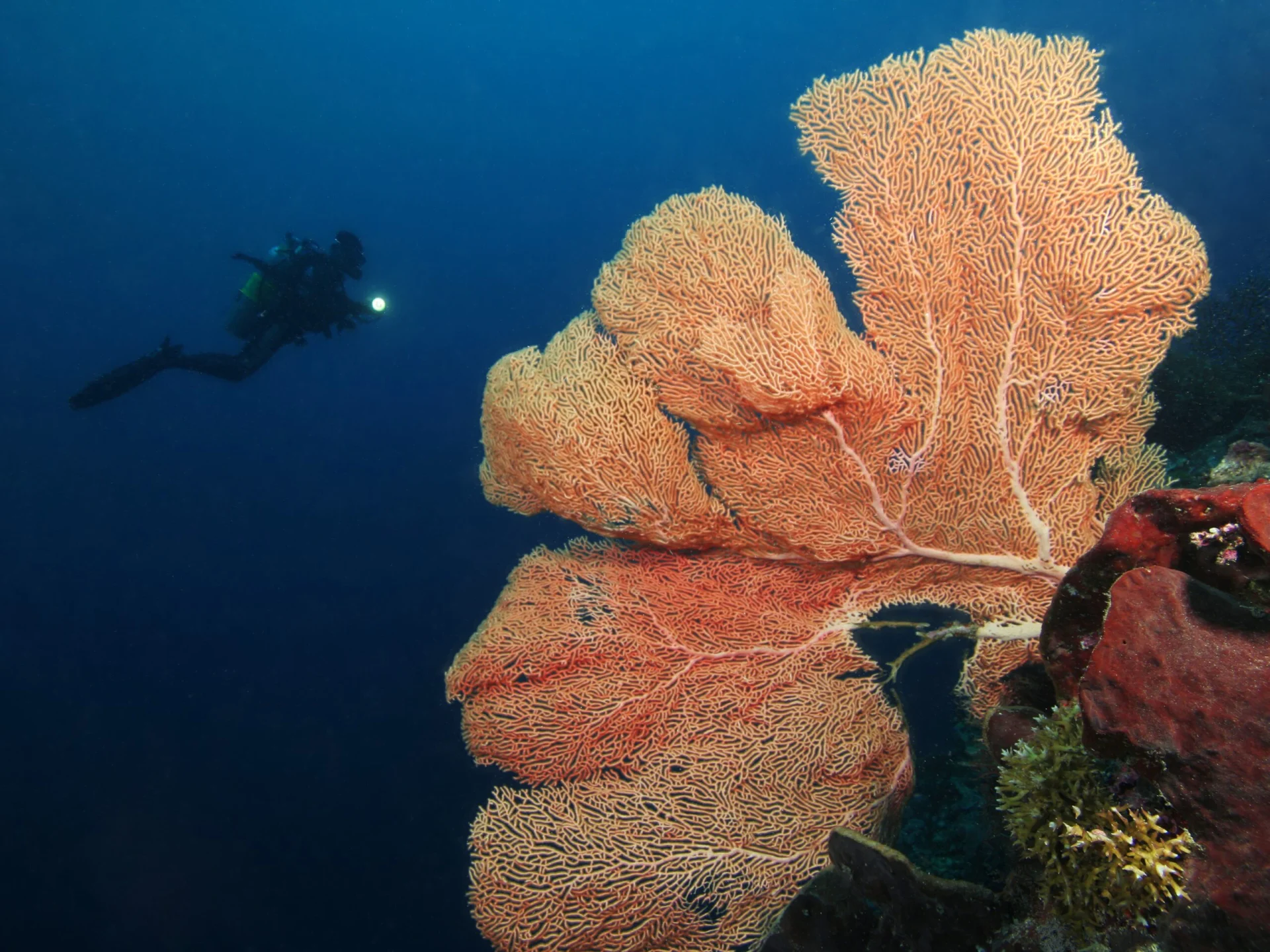 Diving in Bunaken