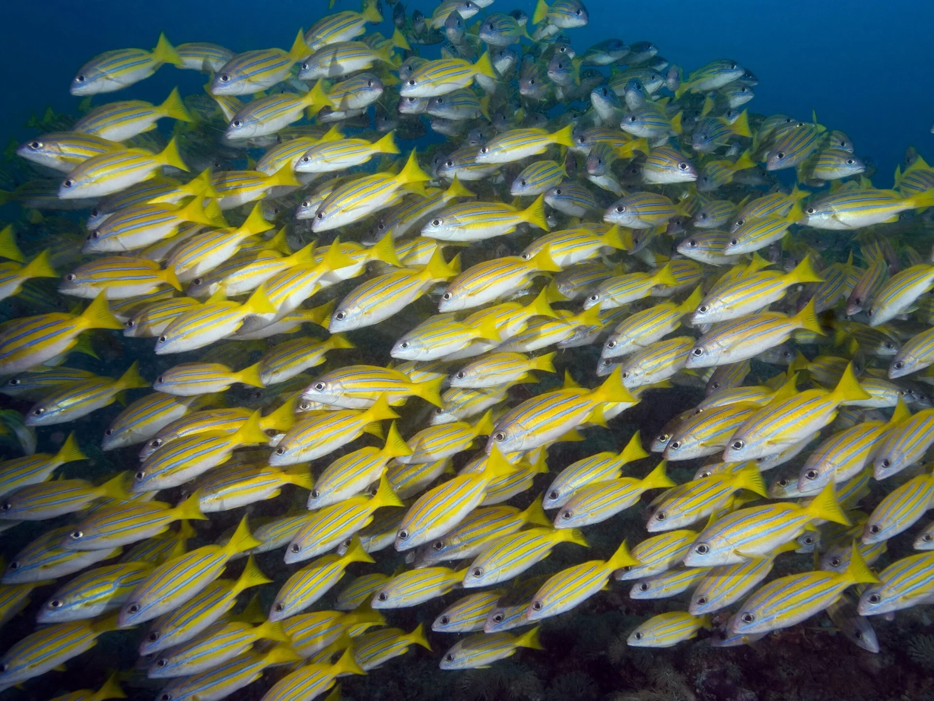 The Bluestripe Snapper at Bangka Island
