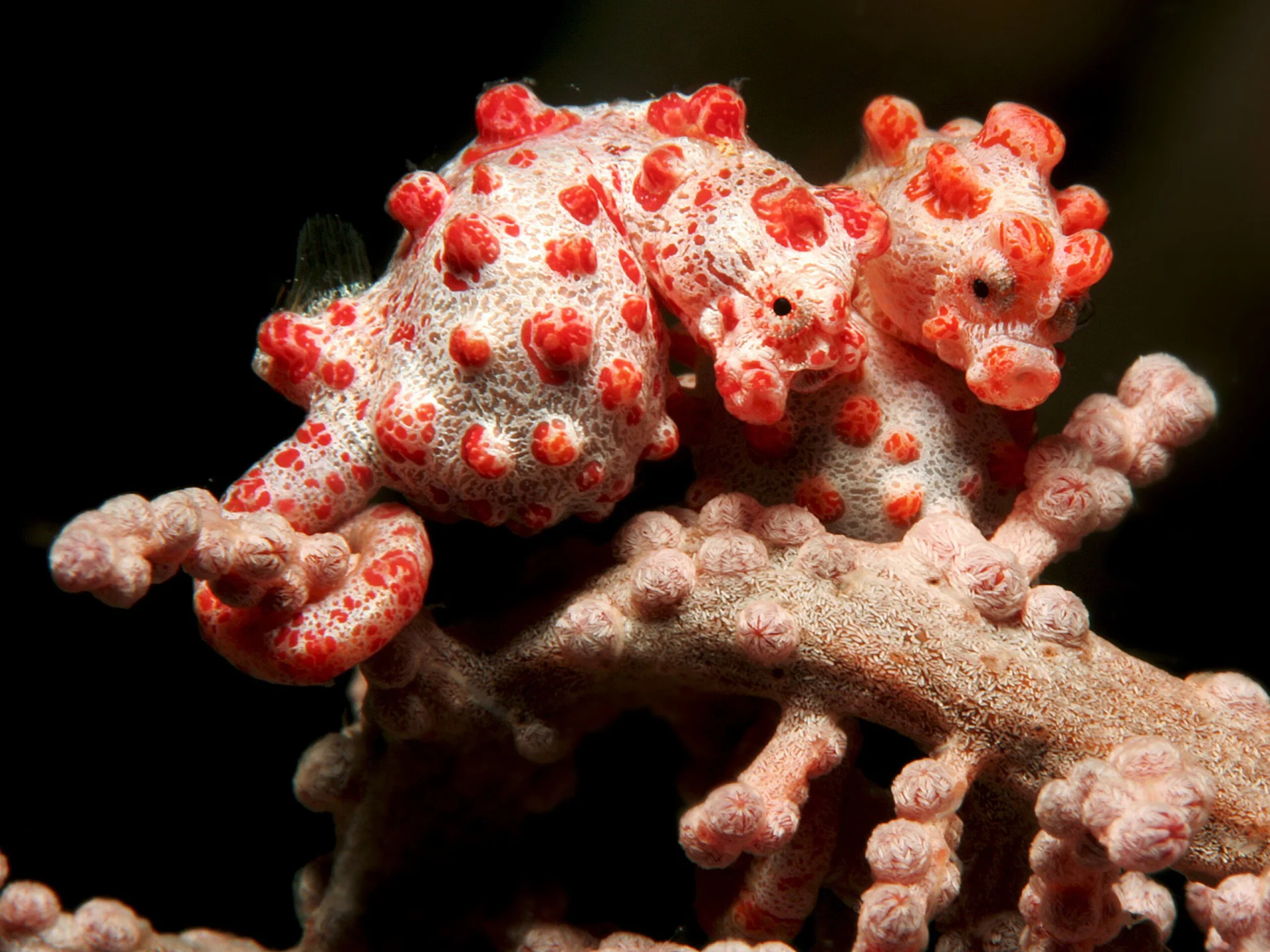Pygmy Seahorses at Lembeh Strait - North Sulawesi