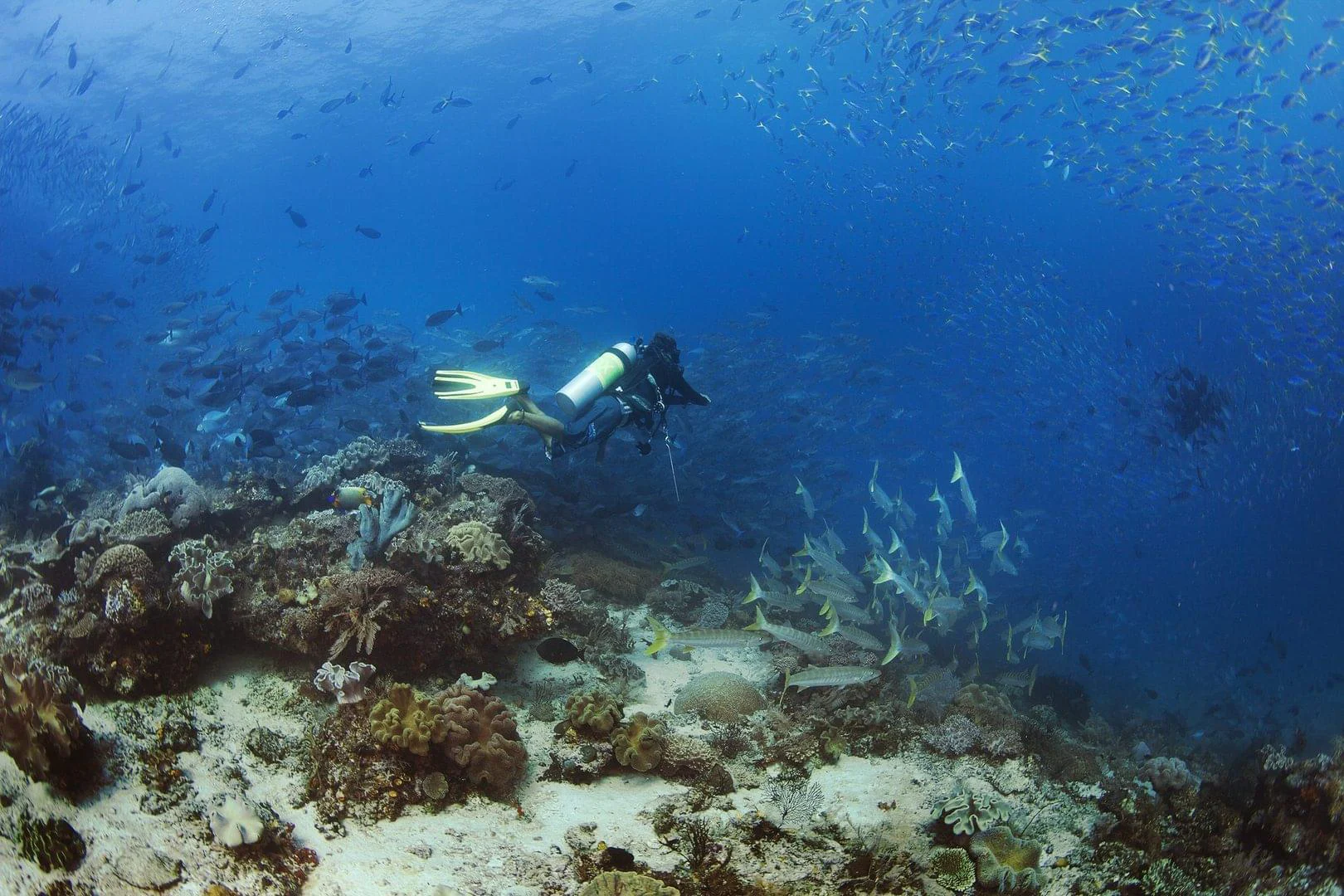 Diving in Dampier strait Raja Ampat