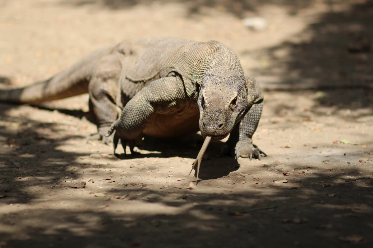 Komodo Dragon at Komodo National Park