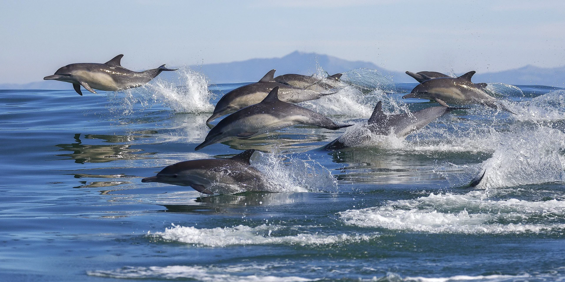Dolphin Watching at Komodo National Park