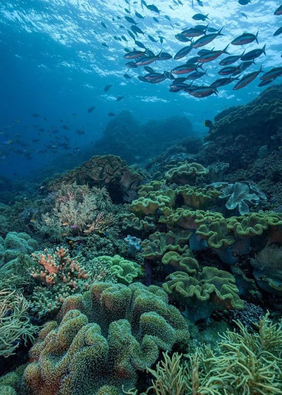 03_Discover-Luxury-Indonesia_Website_The-Lost-of-Spice-Islands-Diving_Main-Image-for-Overview